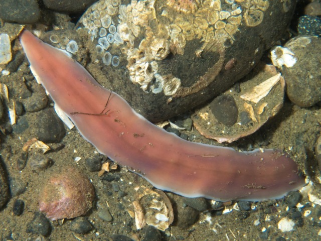 light-edged ribbon worm